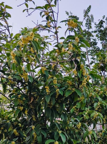 桂花树图片大全_桂花树品种有哪些