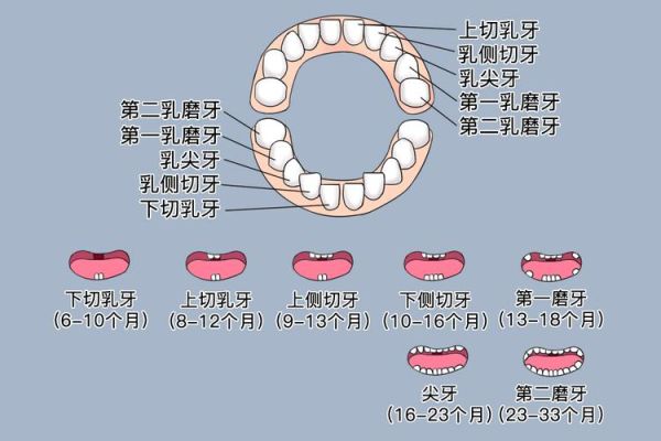宝宝先长哪颗牙_乳牙萌出顺序