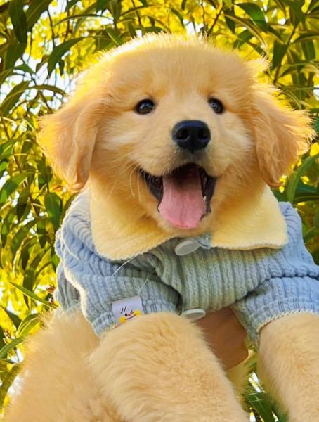 可爱图片大全哪里找_可爱图片大全怎么下载