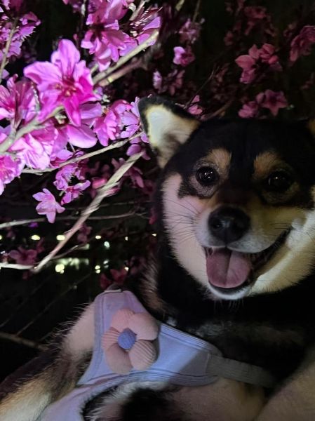 柴犬图片大全_柴犬高清壁纸怎么下载