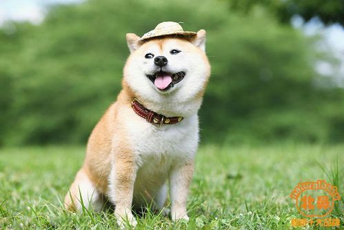 柴犬图片大全_柴犬高清壁纸怎么下载