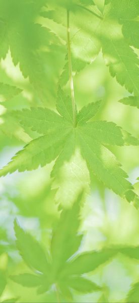 手机壁纸图片大全_高清手机壁纸怎么选