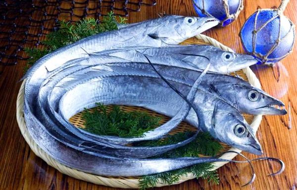 梦到带鱼是什么意思_梦见带鱼好不好