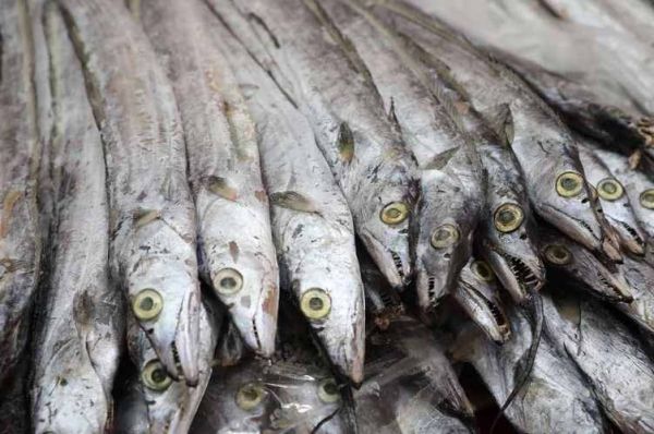 梦到带鱼是什么意思_梦见带鱼好不好