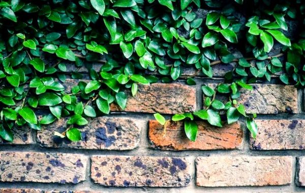 梦到刷墙是什么意思_梦见刷墙预示什么