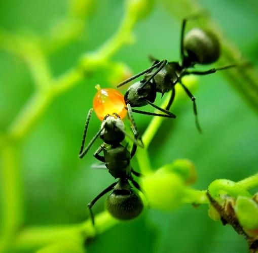 蚂蚁图片大全_蚂蚁种类有哪些