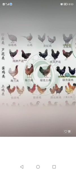 养鸡图片大全_新手如何挑选鸡苗