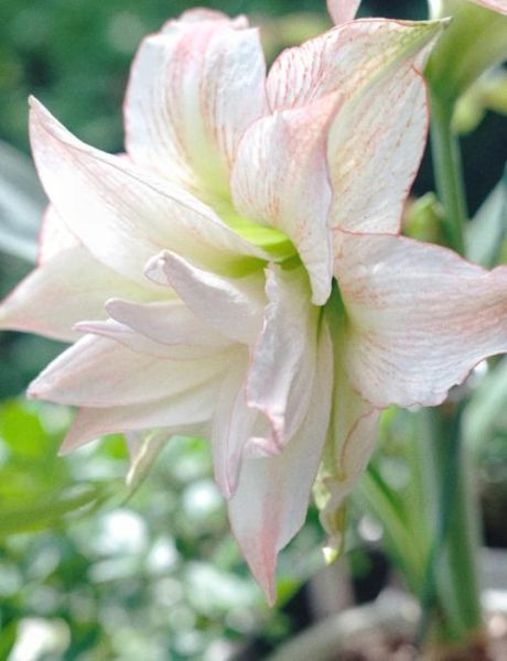 朱顶红图片大全_如何养护朱顶红