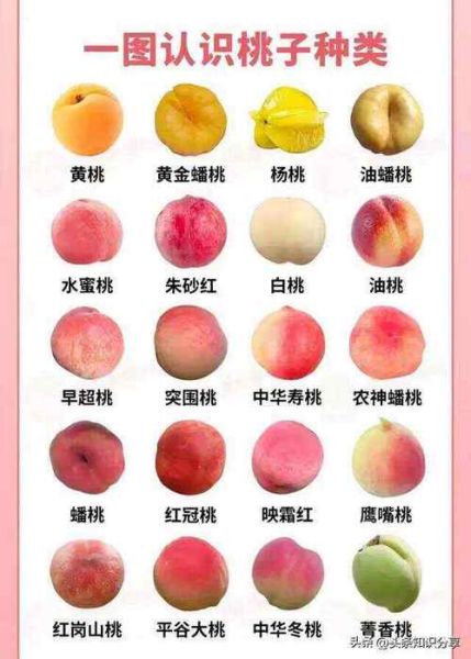 水果图片大全大图_高清水果图鉴怎么找