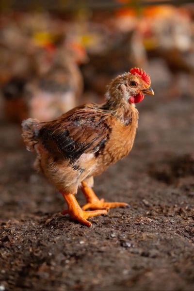 养鸡图片大全_新手如何挑选鸡苗