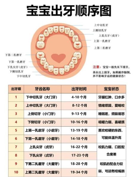 宝宝牙齿生长顺序图_几个月开始长牙
