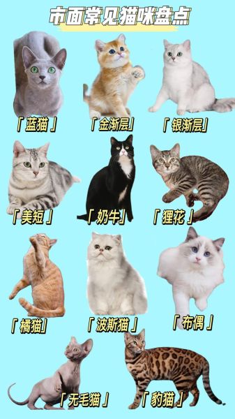 小猫大全图片有哪些品种_如何挑选高清小猫图片