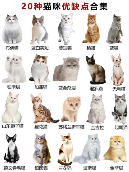 小猫大全图片有哪些品种_如何挑选高清小猫图片