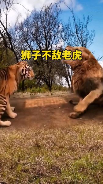 梦到和老虎打架是什么意思_如何化解梦中猛兽攻击