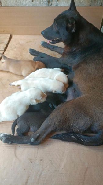 狗宝宝几月出生最好_几月出生的狗最旺主人