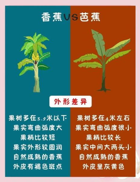 芭蕉图片大全_芭蕉和香蕉的区别