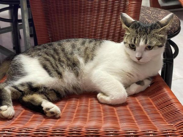 花猫图片大全_花猫有哪些品种