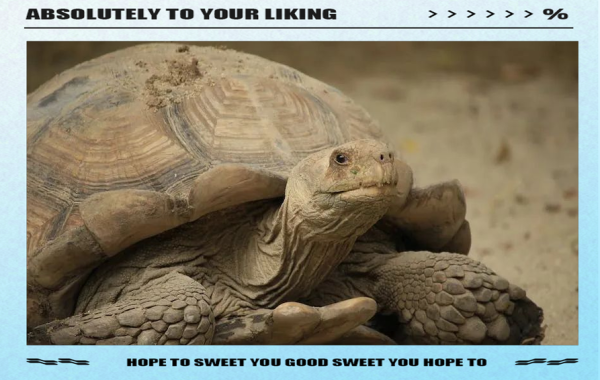 梦到王八是什么意思_梦见王八好不好