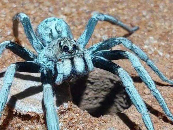 梦见大蜘蛛是什么意思_梦到蜘蛛预示什么