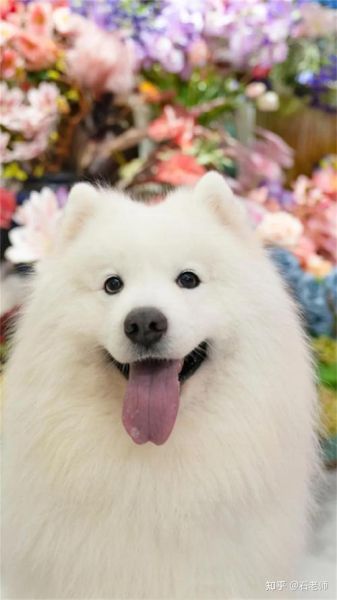 可爱的狗图片大全_哪里找高清萌宠图