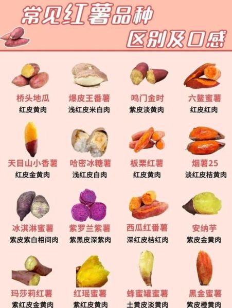 红薯图片大全大图_红薯品种怎么区分