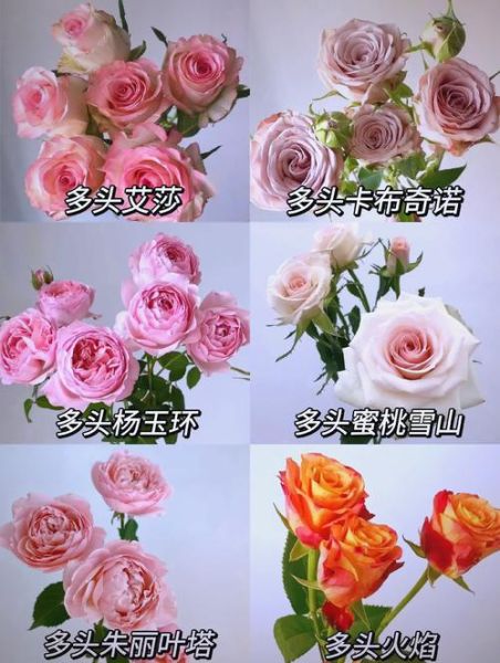 玫瑰图片大全_玫瑰品种有哪些