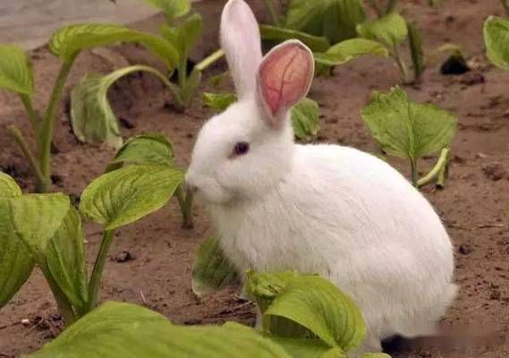 梦到养兔子什么意思_梦见兔子是吉是凶