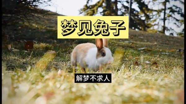 梦到养兔子什么意思_梦见兔子是吉是凶