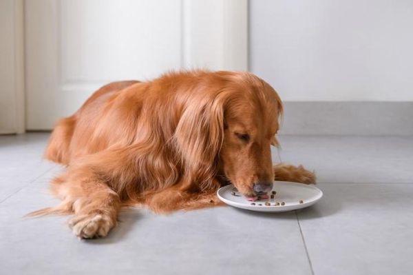 梦到喂狗是什么意思_梦见给狗吃东西预示什么