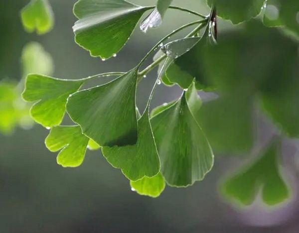 树叶图片大全_树叶有哪些形状