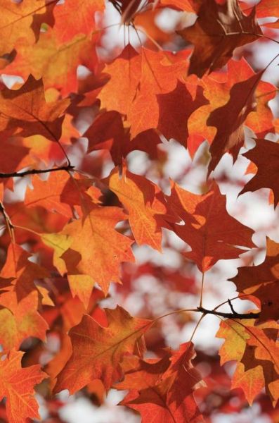 树叶图片大全_树叶有哪些形状