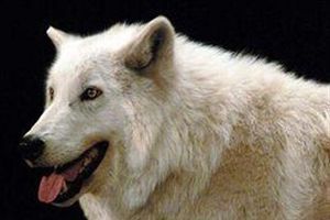 梦到白狼是什么意思_白狼梦境预示什么