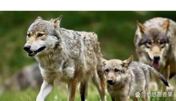 梦到白狼是什么意思_白狼梦境预示什么