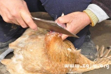 梦到杀鸡是什么意思_梦到杀鸡是吉兆还是凶兆