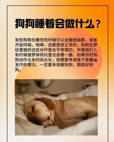 梦到家里的狗是什么意思_梦见狗死了预示什么