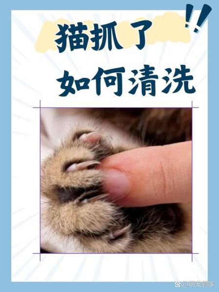 梦到被猫抓是什么意思_被猫抓伤预示什么