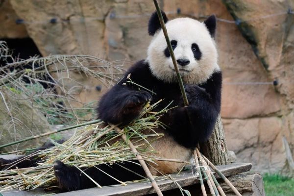 动物欢子图片大全_欢子高清壁纸哪里找