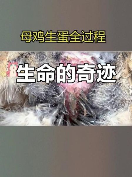 梦到母鸡孵出小鸡是什么意思_周公解梦原版解析
