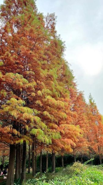 水杉图片大全_水杉树高清图怎么拍