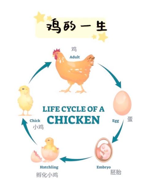 梦到母鸡孵出小鸡是什么意思_周公解梦原版解析