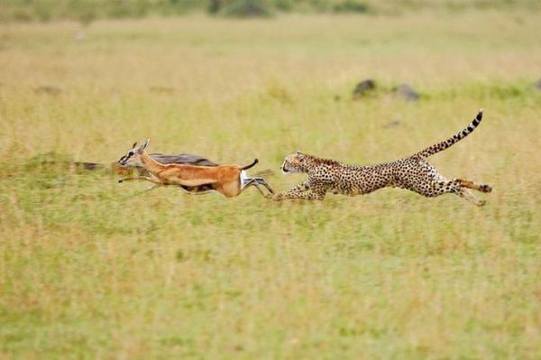 梦到豹子是什么意思_梦见豹子追我什么预兆
