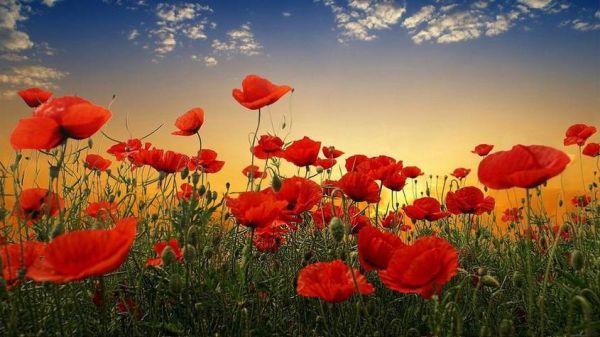 风景花草图片大全大图哪里找_如何免费下载高清原图