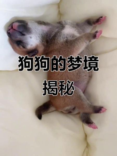 梦到小奶狗是什么意思_梦到小奶狗代表什么