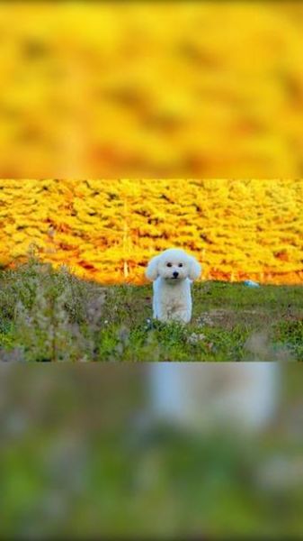 梦到生小狗是什么意思_梦到生小狗预示什么