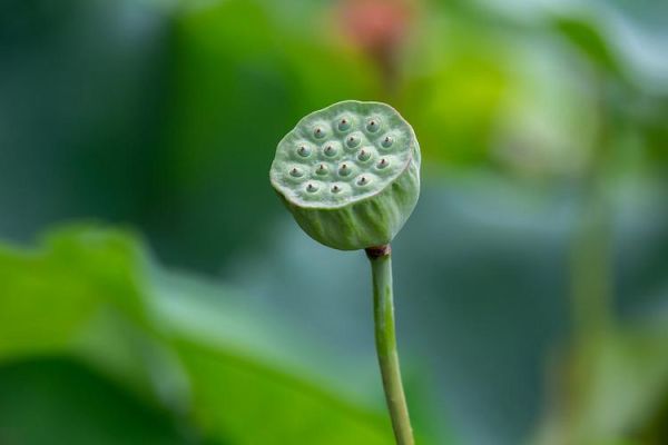 莲蓬图片大全大图_高清莲蓬图哪里找