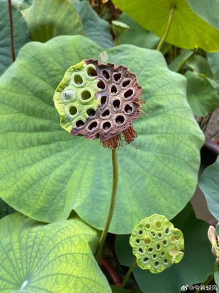 莲蓬图片大全大图_高清莲蓬图哪里找