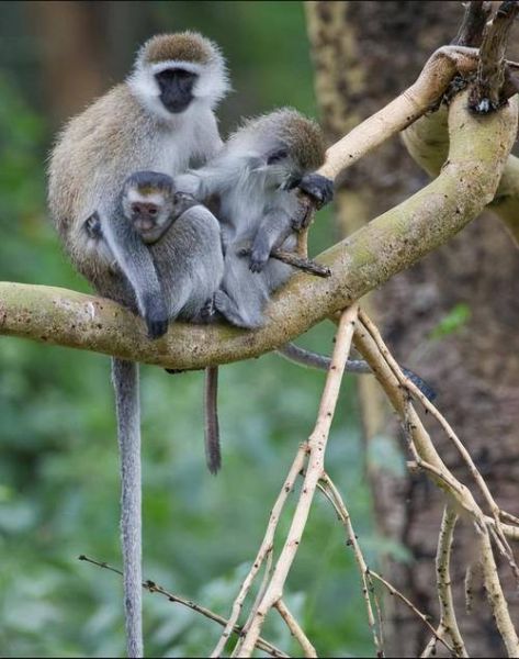 梦到野鸡是什么意思_梦见野鸡预示什么