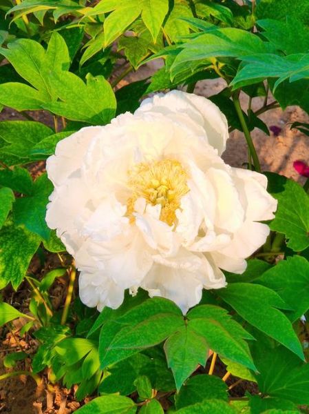 白色花朵图片大全唯美_如何拍出仙气感