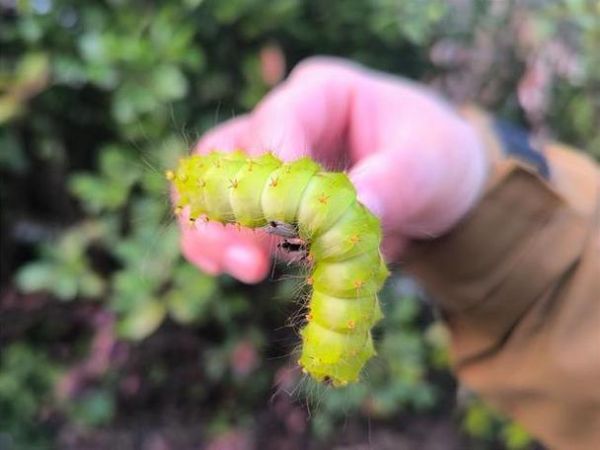梦到毛毛虫在地上爬_什么预兆