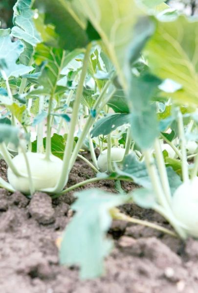 梦到种菜是什么意思_梦见种菜预示什么